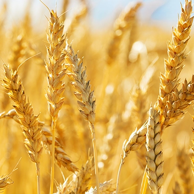 First field trials of gene-edited wheat to take place in the UK