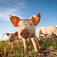 Potential African swine fever vaccine brings relief to global pork producers