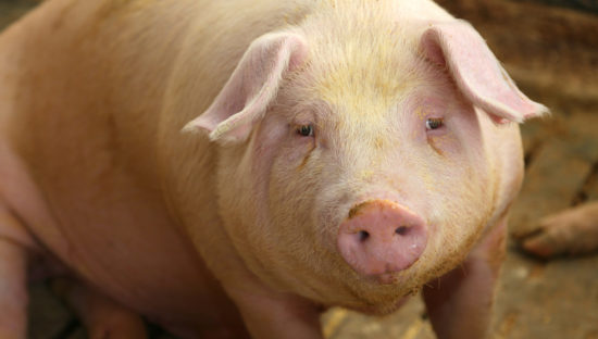 Little change in Salmonella prevalence of pigs in UK