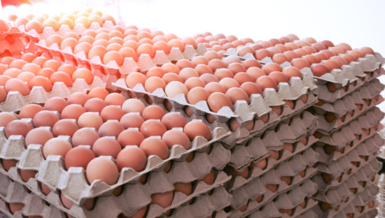 Face egg shortage or adopt national standard are choices for Massachusetts