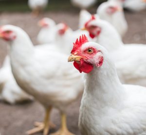 Chicken farms breaking law millions of times a day, say animal rights groups