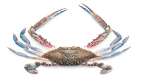Crabmeat blamed for Maine’s Salmonella outbreak