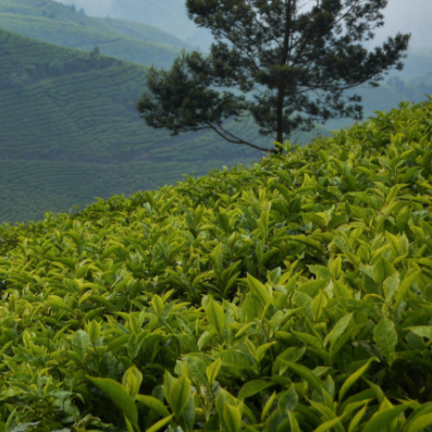 Layn Natural Ingredients expands tea extract range