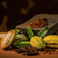Cargill completes US$100M cocoa processing expansion in Côte d’Ivoire