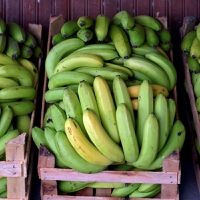 Bartle Frere Bananas harvests insights on AI-backed banana farming
