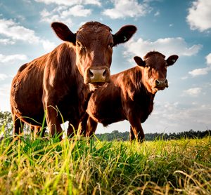 Minerva Foods emitting less GHGs on beef farms than global average