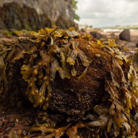 Is seaweed the secret weapon in the fight against methane?