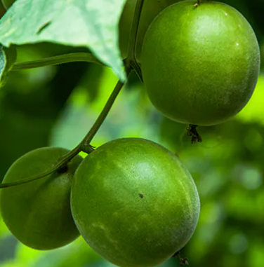 A Future Glimpse Into Natural Sweeteners: Evolving Opportunities For Stevia & Monk Fruit
