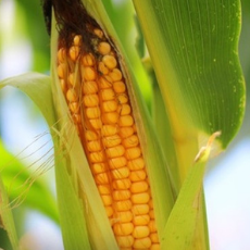Food Safety: The Role Of Testing In Mycotoxin Risk Management