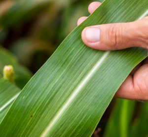 Leaf browning genes in sorghum identified by new research