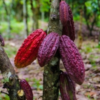 Conscious cocoa: Mondelēz and WUR raise awareness of farmer income challenges