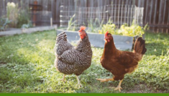 More than 1,100 sick in backyard poultry outbreak; one-fourth younger than 5
