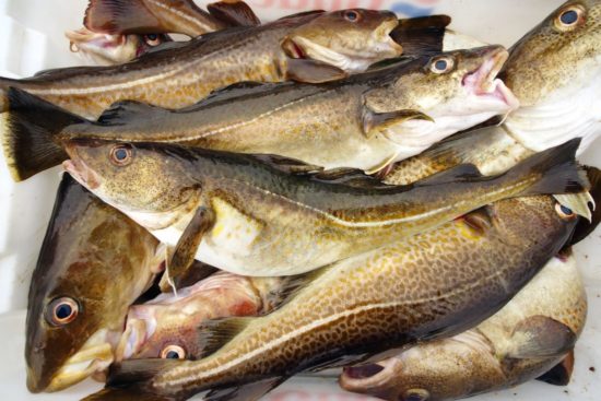 Group stresses safety differences for farmed and caught fish