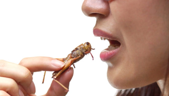 European Commission authorizes migratory locust for human consumption