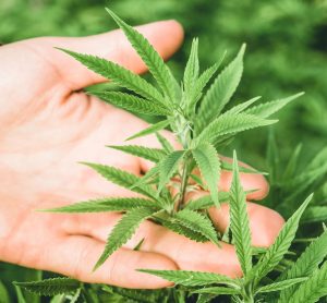 Is hemp about to take off in India?