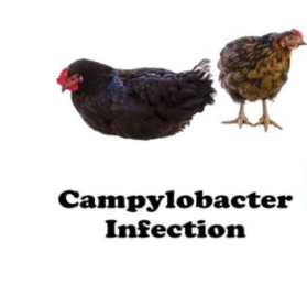 Campylobacter chicken levels still high at small UK retailers