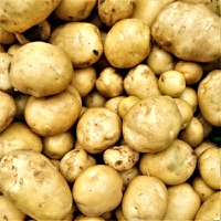Avebe boosts Solanic potato protein production as plant-based ingredients demand heats up