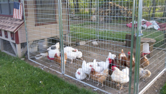 CDC declares salmonella outbreak linked to backyard poultry over