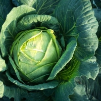 Naylor Farms will transform cabbage crops into a “highly sustainable and nutritious protein source,”
