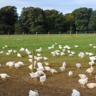 Consumer demand drives investment in free range farms