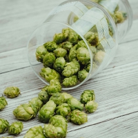 Researchers crack the code of making non-alcoholic beer that is full of hop aroma