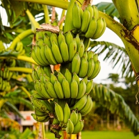 Pairwise and Tropic Biosciences leverage base editing technology to boost banana and coffee crops