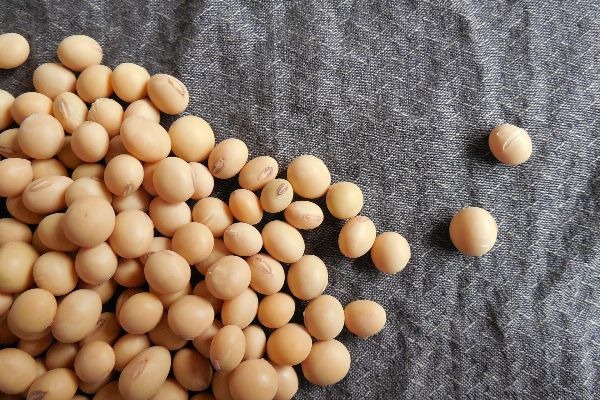 Spotlight On Soy Plant Protein