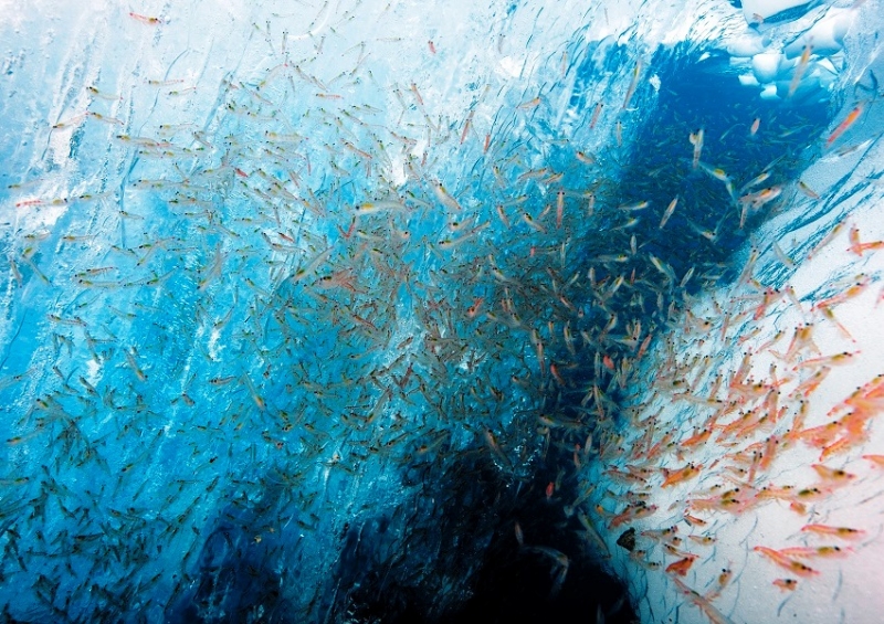 Krill: An Omega-3 Option On The Rise