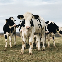 Arla Foods sets fund to incentivize dairy farmers for climate efforts, starting 2023