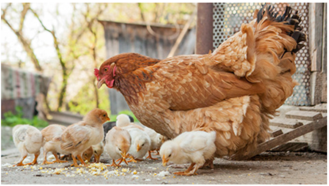 NVWA urges Salmonella focus in poultry despite bird flu problem