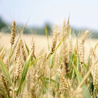 Examining 300 years of wheat collections to make crucial crop more robust for future food