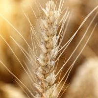 UN-led grain initiative “must be renewed” to keep prices stable and secure food supplies