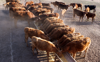 EPA likely will have to speak up on CAFOs