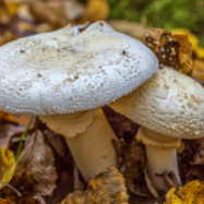 Misidentification increases the risk of poisoning as mushroom hunters head out to forage