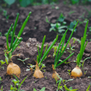 Researchers look at reducing Salmonella risks for bulb onions