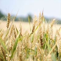 Ukraine accuses Russia of blocking grain corridor as wheat prices rebound