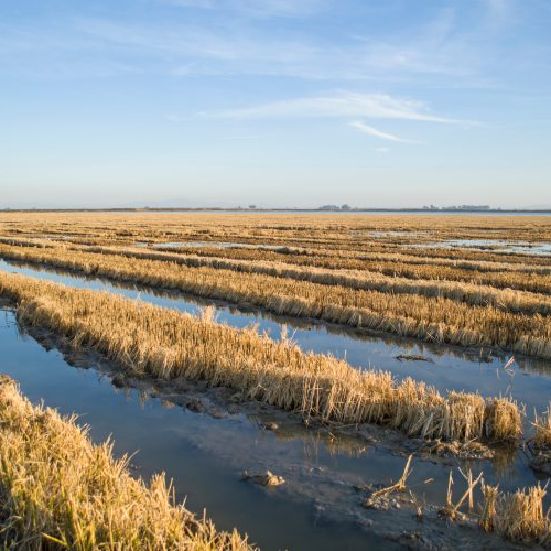 Big progress in sustainable rice cultivation