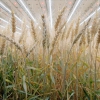Indoor-grown wheat? Vertical farming boosts potential amid Black Sea Grain initiative renewal concer