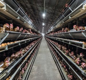 Poll majority believes factory farming prioritises profits