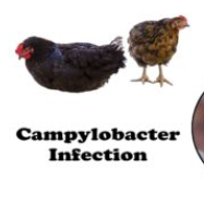 A model shows how Campylobacter surveillance could be improved