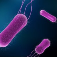 Pathogens dominate Swiss alerts in 2021