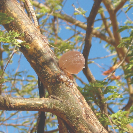 ABC’s Adopt-an-Herb Program: Nexira Adopts Acacia Gum