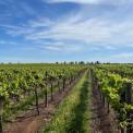 Warakirri Farmland Fund acquires two vineyards from Australian Vintage