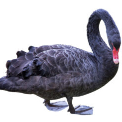 Was there a ‘Black Swan’ event ahead of the Jack-in-the-Box outbreak 30 years ago?