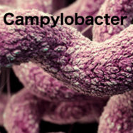 EU data shows Campylobacter and Listeria up, hepatitis A down in 2021