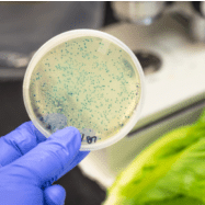 Project examines E. coli’s viability during romaine post-harvest cooling