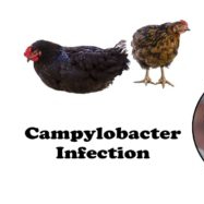UK retailers record good numbers for results of Campylobacter in chicken testing