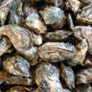 FDA issues public warning about certain oysters because of norovirus outbreak