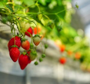 Could pesticides be to blame for bland strawberries?