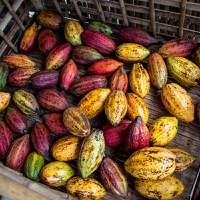 UK helps revitalize South Mexico cocoa farming while tackling deforestation